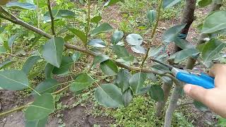 Pear tree summer pruning, 2nd year