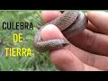 Culebra de tierra (Conopsis Lineata) | RP