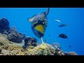 Titan Triggerfish Aggressively Defends Coral Reef | Wild Thailand | BBC Earth