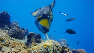 Titan Triggerfish Aggressively Defends Coral Reef | Wild Thailand | BBC Earth
