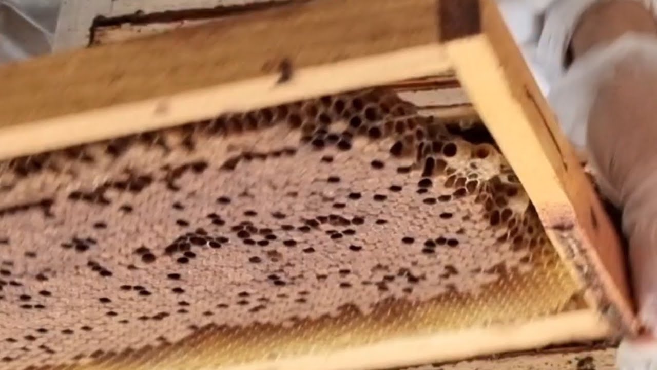 فرز العسل مباشرة بعد فصل الشتاء . نظام أبوسلمان في المغرب  .