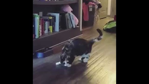 When The Catnip Kicks In