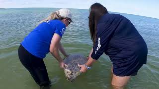 CMA Releases 3 Rescued Sea Turtles Across the Gulf Coast