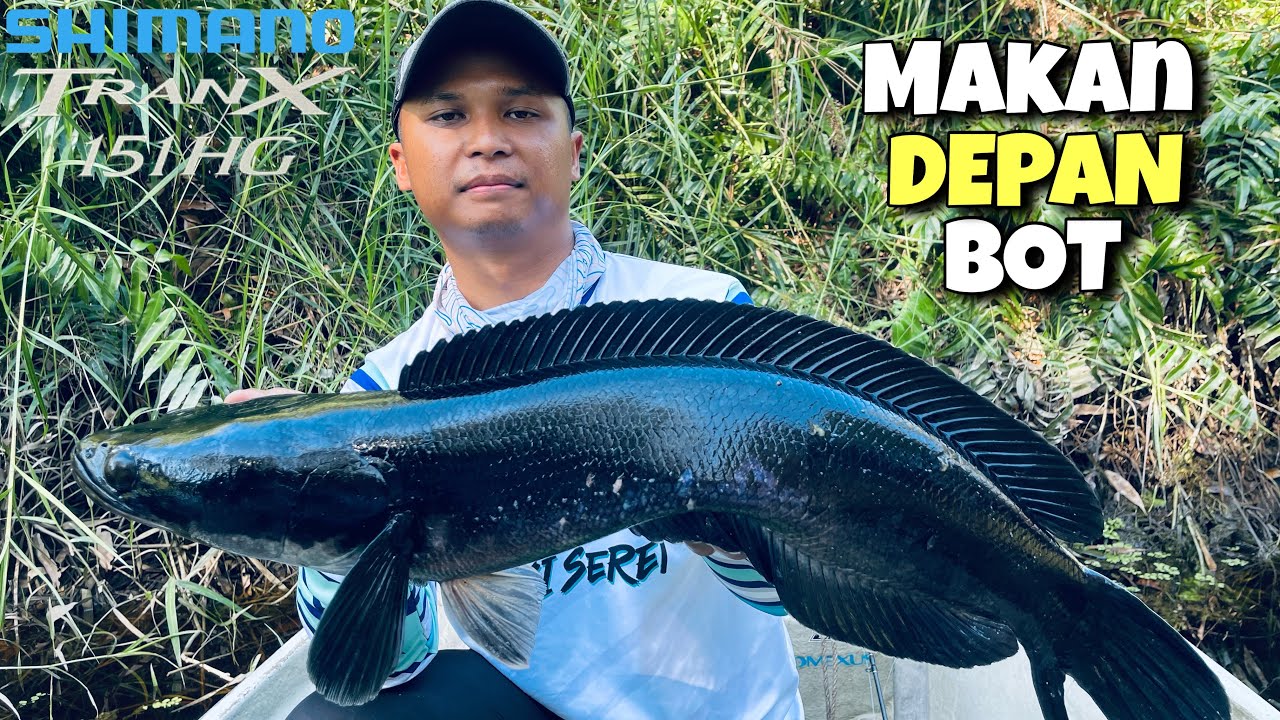 shimano-tranx-151hg-melawan-toman-black-kampung-tandian-membakut-7