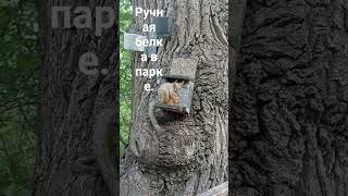 ручная белка в парке.
