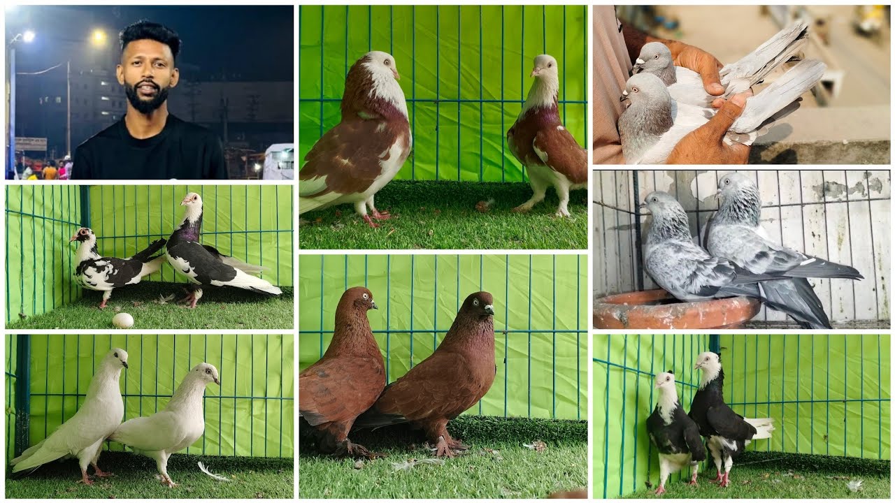 মাগনা দামে কবুতর কিনুন বাবু ভাই খামার থেকে সিলভার গররা চিলা রেসার কালদম চুইনা জাক গলা জাক #sell 