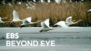 [High-Speed Filming] Swans are Beginning to Take Off
