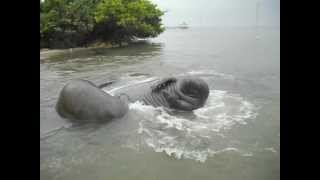 Mating manatees 4.AVI