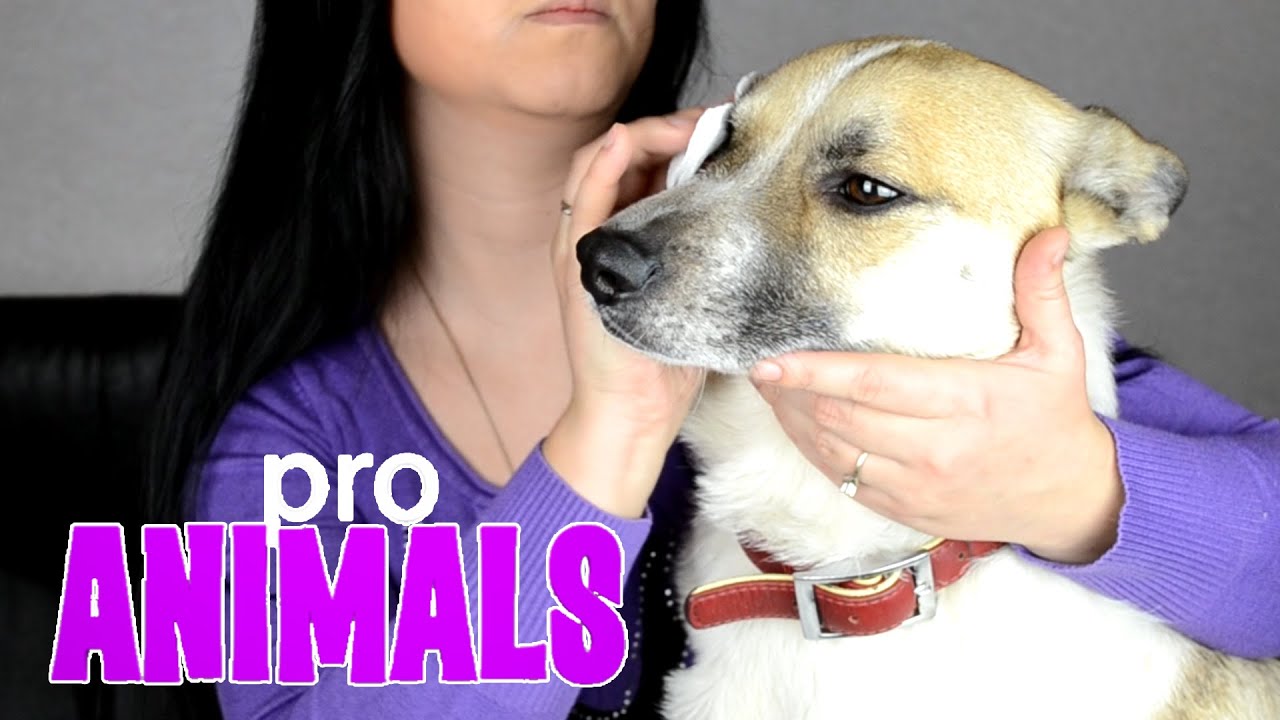 Уход за глазами собаки Pro Animals | Cleaning the dog's eyes
