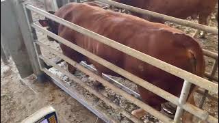 Bovini da carne