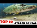 Le pire predateur deau douce  top 10 des attaques les plus brutales  fishtiqueshow 2 