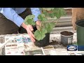 Grow it green when how to repot plants