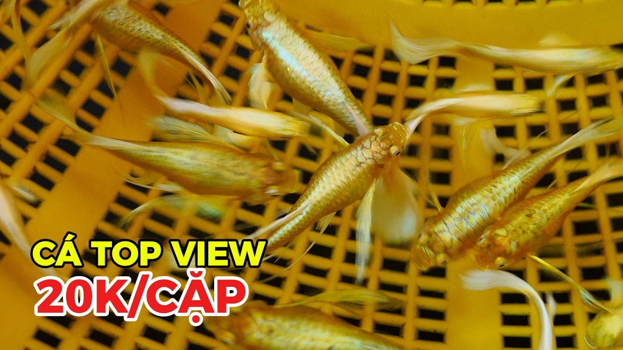 Một số dòng cá 7 màu chơi top view cực kì đẹp giá siêu ưu đãi | Thắng Làm Màu