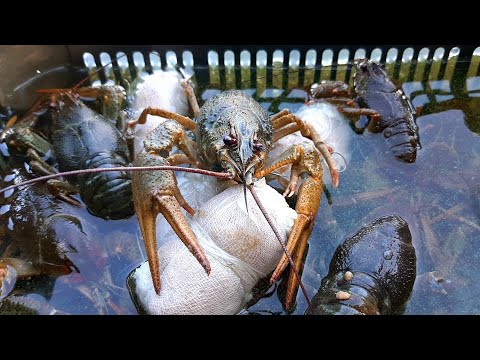 Video: Кантип Рак дарыгери Ийгиликти өлчөй алат