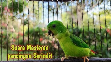 Serindit manapun gak akan Diam, Emosi ikut Bunyi Mendengar Suara Serindit Gacor Muda Seperti Ini