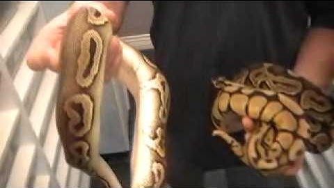 Ball Python Morphs 1 By Royal Python Ranch