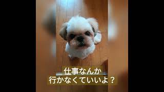 毎朝見えるもの #Shorts 毎朝見えるもの #Shorts