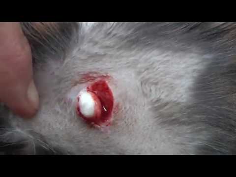 Video: Halscancer (kondrosarkom) Hos Katter
