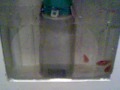 WC vis