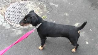 Мои Собаки М-Кокса Фокса И Фарук