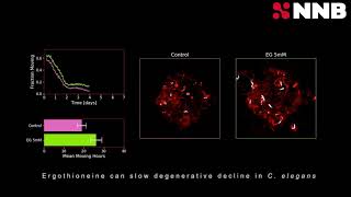 NNB Ergothioneine can significantly slow degenerative decline in C.Elegans