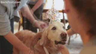 Last surviving 9/11 search dog celebrates her 16th birthday