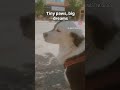 #viralpuppies #viral #puppy #cute #funny Tiny paws, big dreams