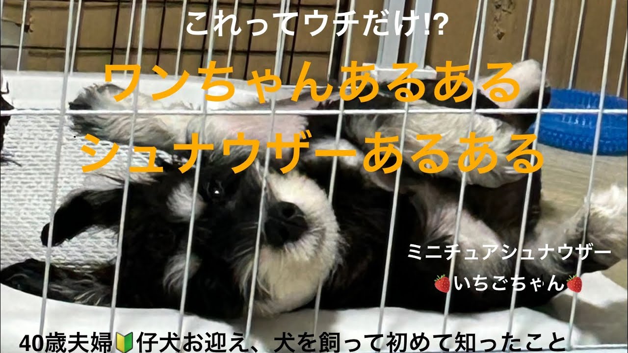 ワンちゃん（シュナウザー）あるある⁉︎犬を飼って初めて知ったこと