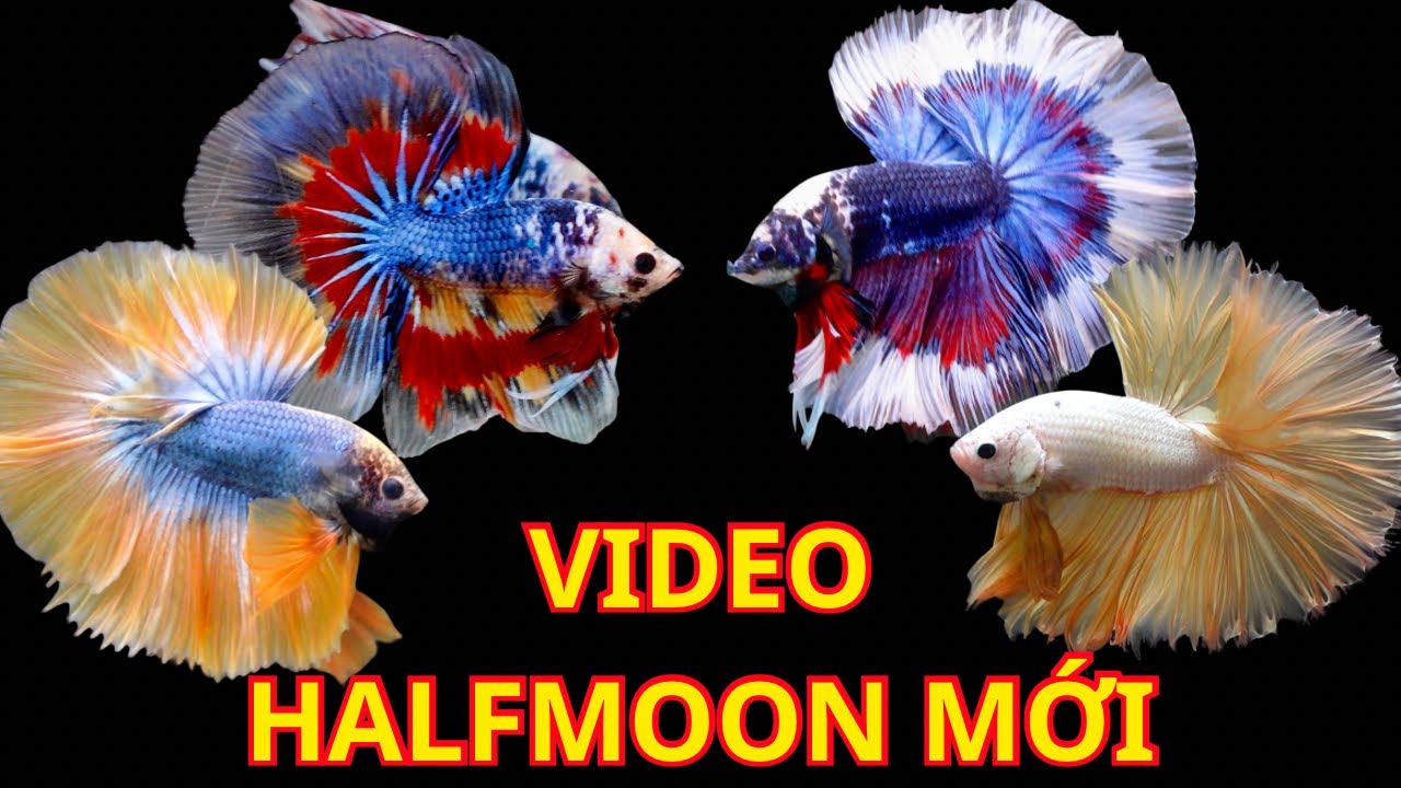 Video Halfmoon Siêu Phẩm Mới | 0777678979 | Betta Sales