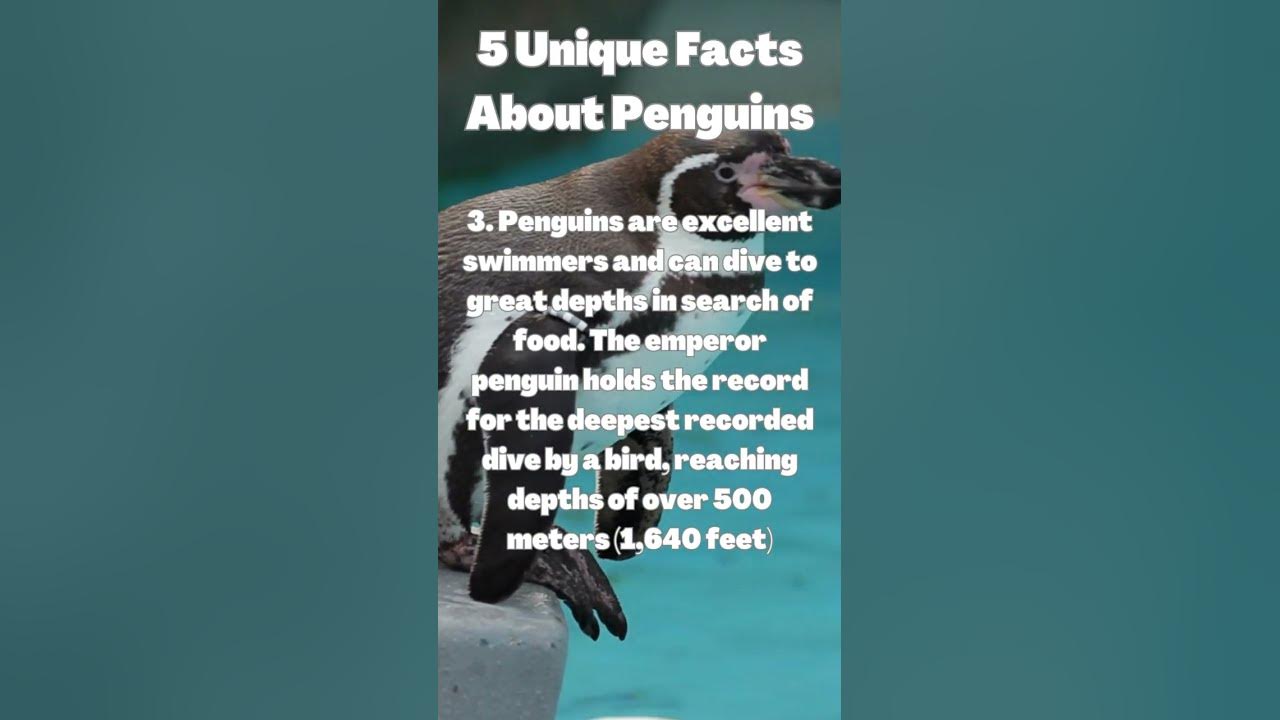 5 Unique Facts About Penguins facts factsshorts factvideo 5-unique-facts-about-penguins-facts-factsshorts-factvideo