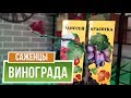 Как выбрать Саженцы винограда 🍇  Как сохранить саженцы винограда до посадки