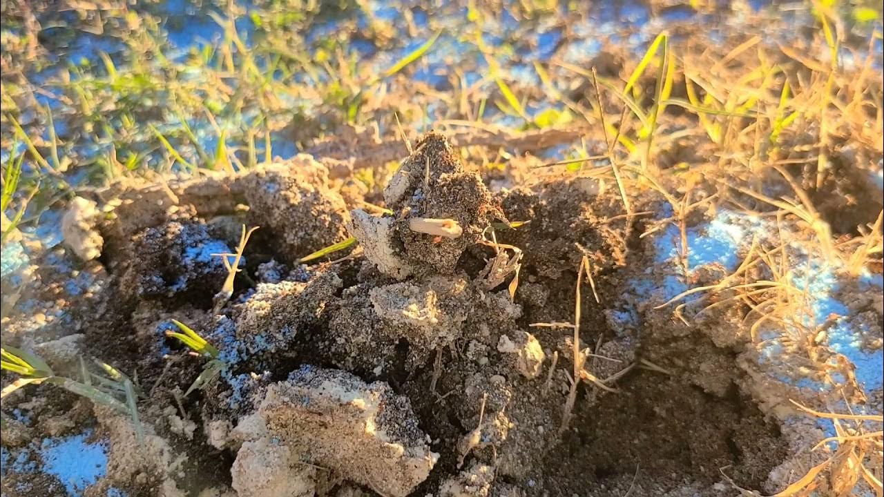 Ants Laundry Detergent Treatment YouTube