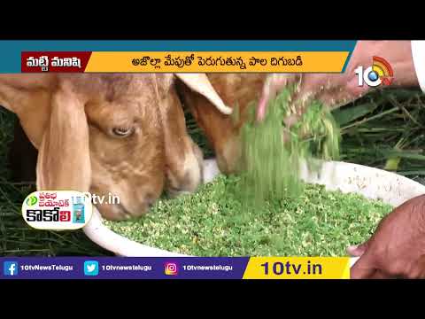 ప‌శువుల‌కు మేత‌గా అజొల్లా | Azolla Cultivation For Dairy Animals | Matti Manishi | 10TV