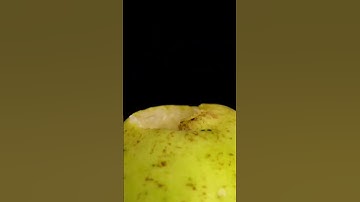 microscope satisfying video : #zoom #macro #macrovideo #asmr #macrofying #microscope #satisfying #ft