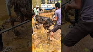 Barish ke baad Gau Mata ki Haalat | Care & Protection Nandanvan Gaushala