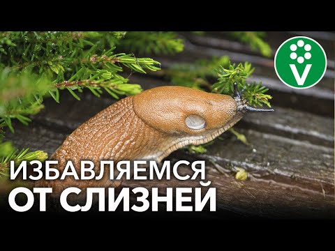 Видео: СЛИЗНИ БОЛЬШЕ НЕ ПРОБЛЕМА! Как избавиться от слизней быстро и эффективно?