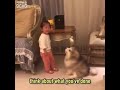 Cute fluffy alaskan malamute puppy cries along with the kid