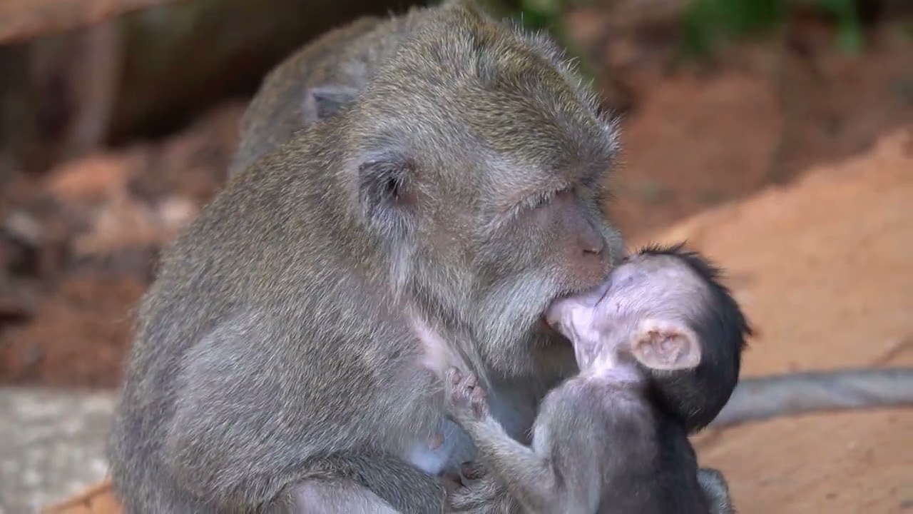 Как грустит Сирен из-за своего сына Додо [Додо, счастливая маленькая обезьянка]