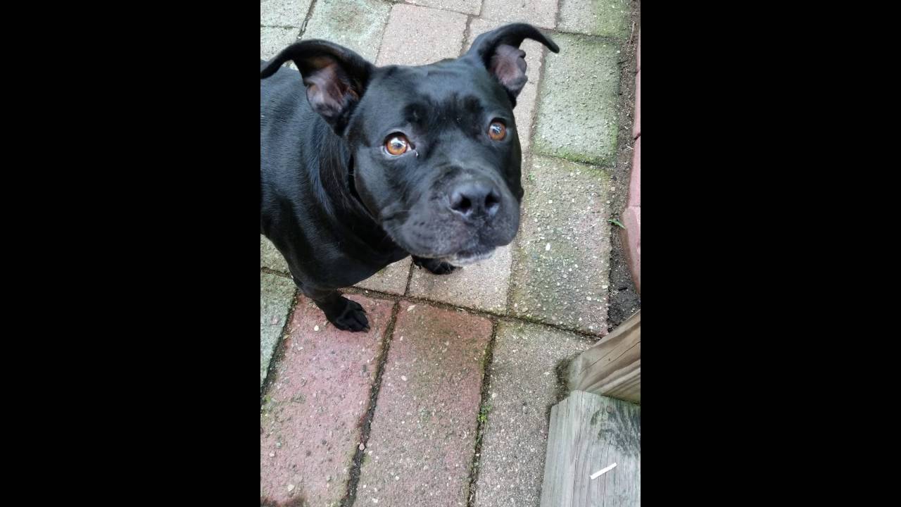 Our Family Dog Mina She Is A Rescue She Gets All Wound Up Playing 