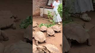 Slow motion, full devotion 🐢 #TortoiseLife #StayFocused #NatureVibes