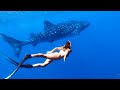 DEEP BLUE CLEAR WATER FREEDIVING Whale Shark & Tiger Shark CAMPING With My Brother (Part 3) - Ep 187