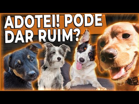 Vídeo: O que há de errado com vira-latas?