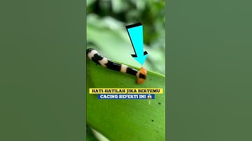 Meski terlihat lucu ternyata cacing ini berbahaya. INFOSATWA #shorts