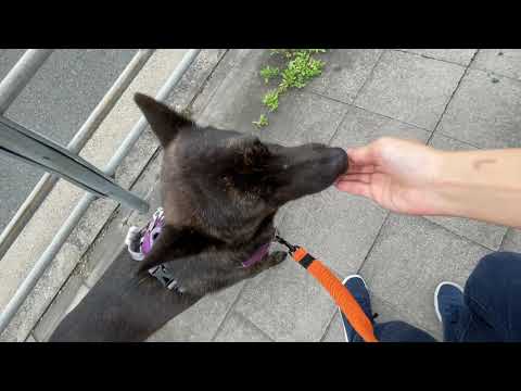 甲斐犬の カイくん と散歩トレーニング Youtube