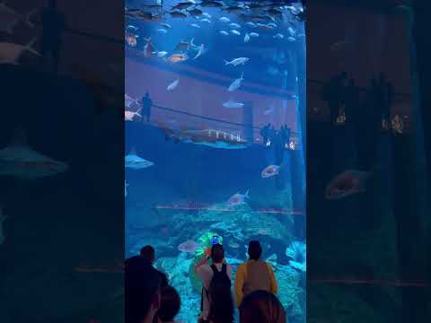 #ocean #beauty #aquarium #dubai