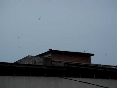Swiftlet External Sound Test