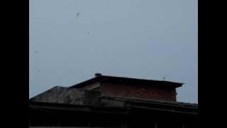 Swiftlet External Sound Test