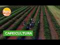 Produtores de café inovam com tecnologia e pesquisa no cerrado | Agro Record DF