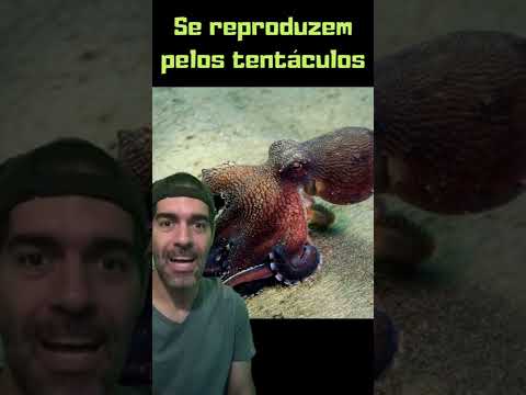 Vídeo: Os tentáculos do polvo têm cérebro?