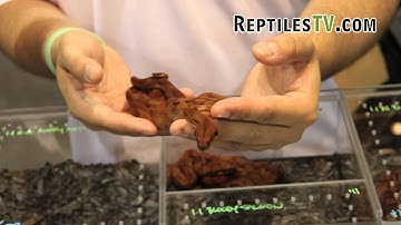 ReptilesTV Breeder Spotlight on Flamingo Boa Constrictor From Perfect Predators